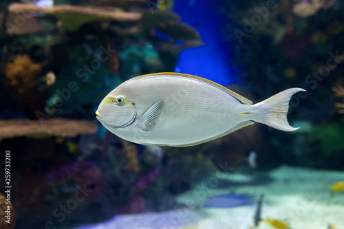 Unicorn Surgeonfish at the Aquarium. The horn develops when the fish reaches a size of approximately 15.2cm  photo