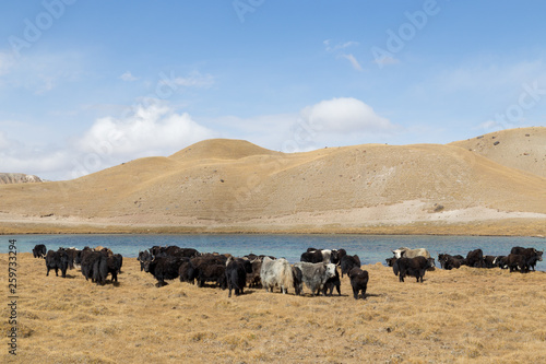 Grazing Yaks at Tulpar Lake in South Kyrgyzstan photo