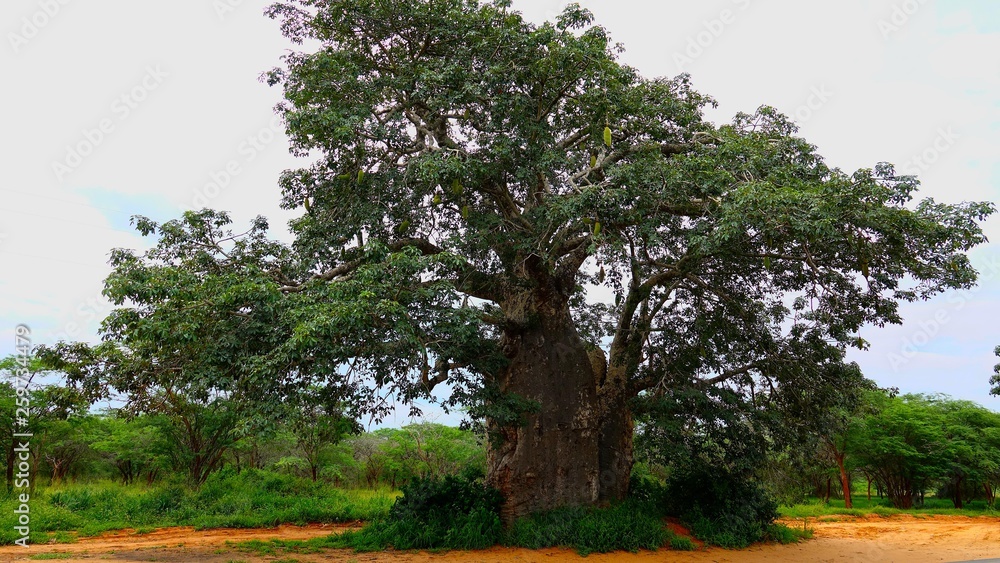 Imbondeiro Tree -Luanda, Angola Africa