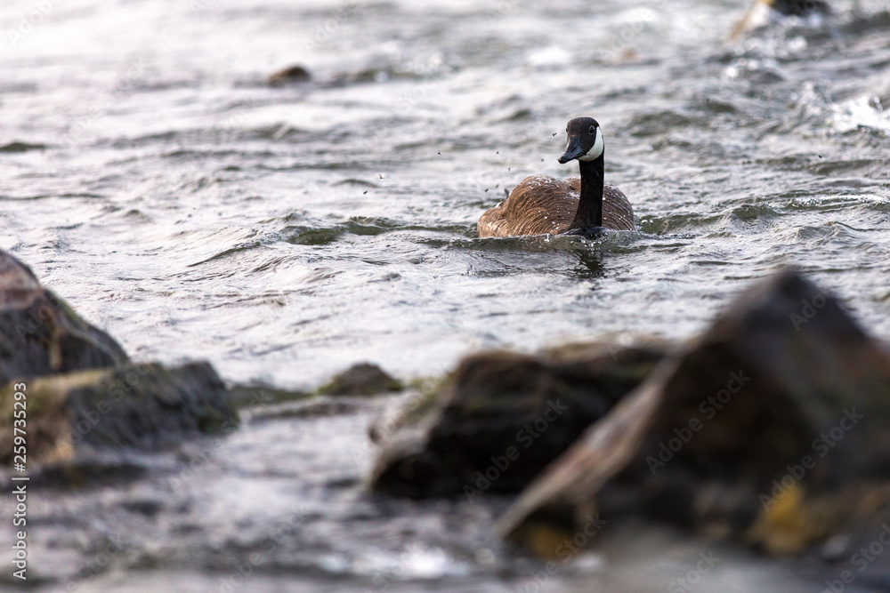 Fototapeta premium Canadian goose