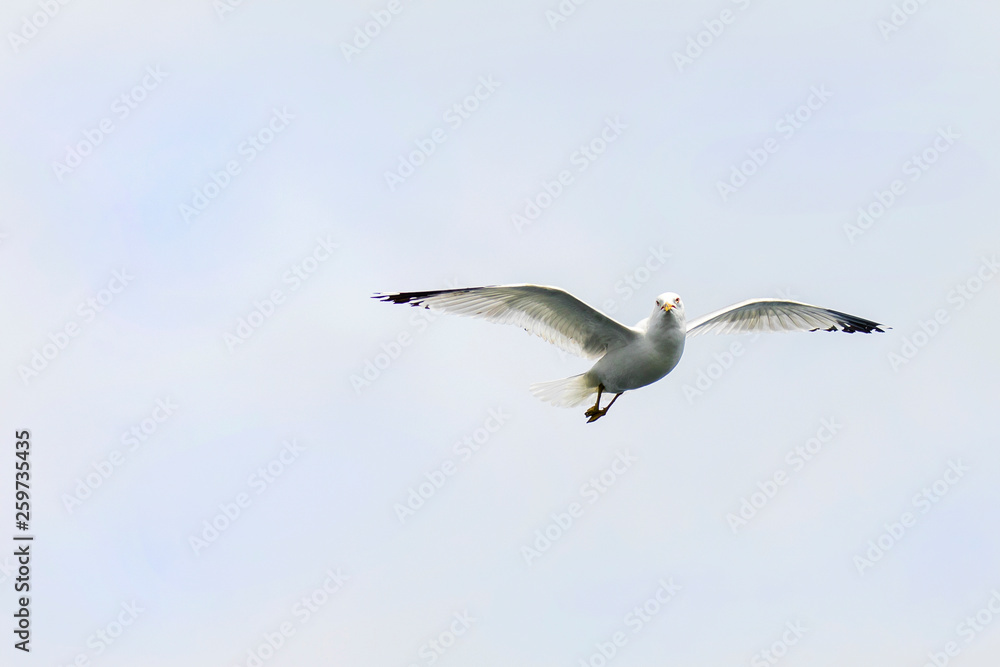 Seagull flying