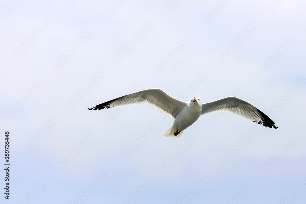 Fototapeta premium Seagull flying