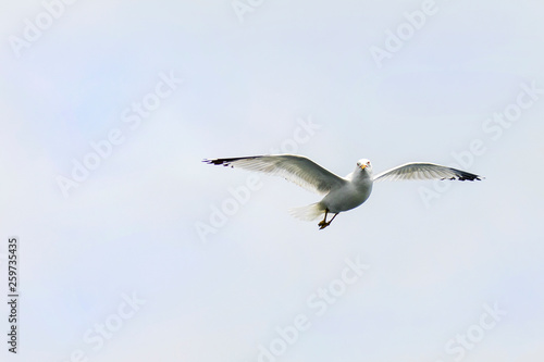 Seagull flying © Rita Petcu
