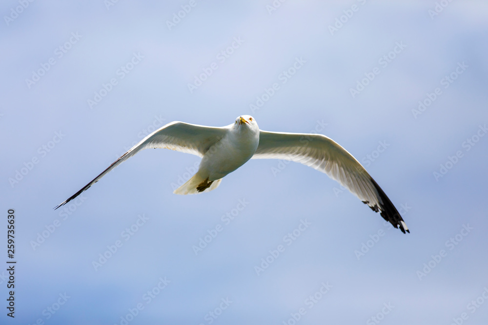 Fototapeta premium Seagull flying