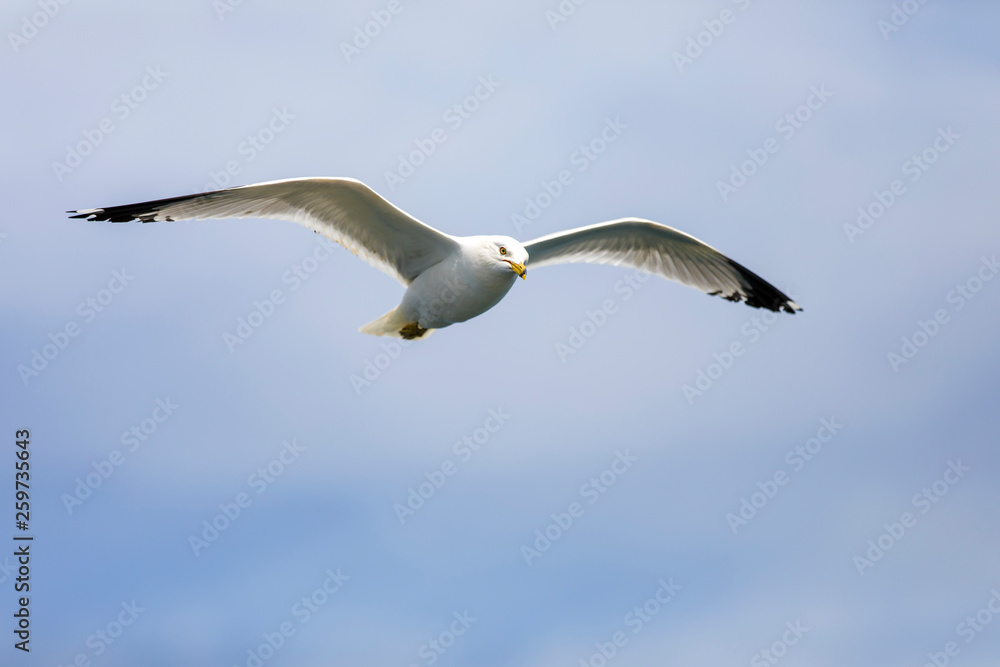Seagull flying Seagull flying
