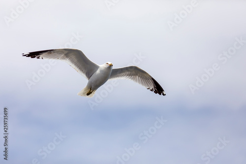 Seagull flying