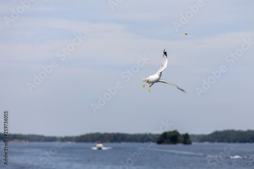 Hungry Seagull