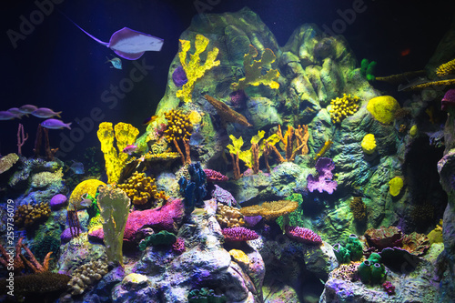 colorful aquarium background with underwater plants