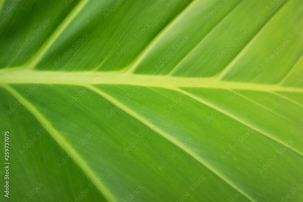 green leaf on white background green leaf on white background