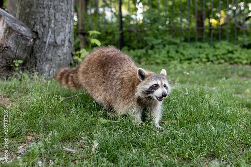 Angry Raccoon © Rita Petcu