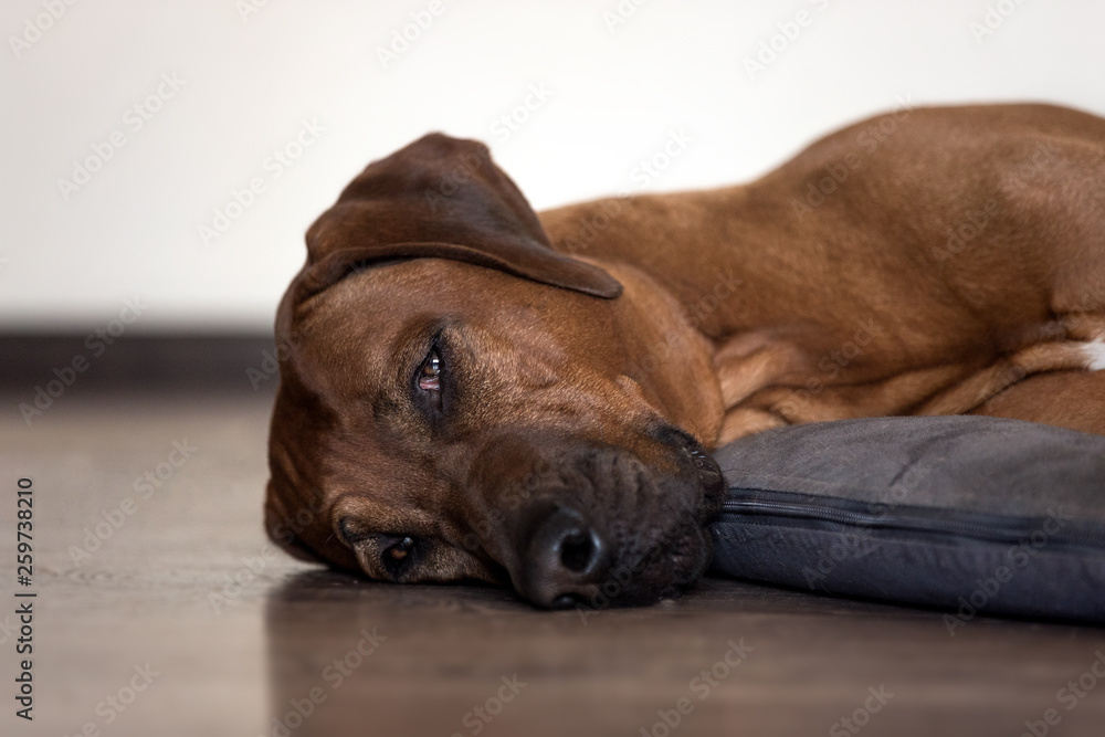 Rhodesian ridgeback dog lying on the floor. Waiting for the owner Rhodesian ridgeback dog lying on the floor. Waiting for the owner