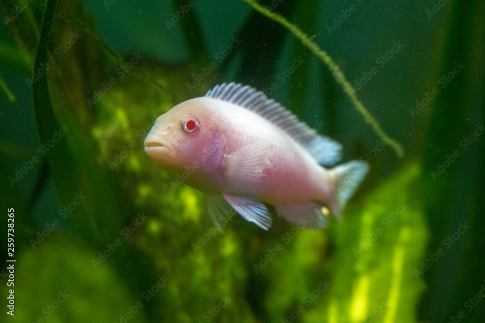 Obraz premium Tropical Fish