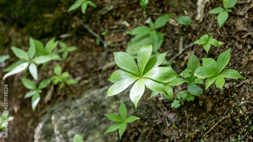 Unusual plant with interesting distribution of leaves in the forests of Mont Tremblant National Park, Canada