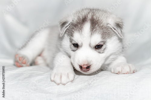 Cute siberian husky puppy sitting on white background