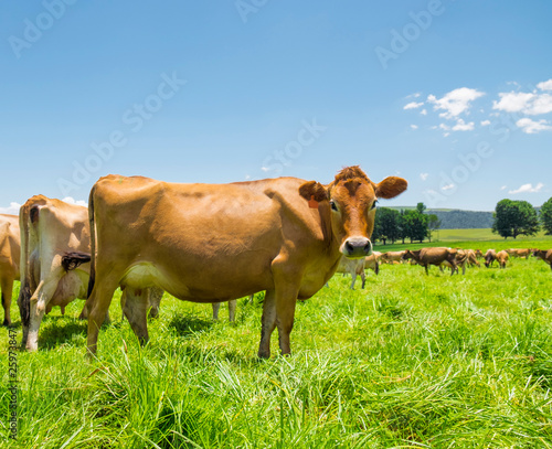Jersey cows in a field in South Africa