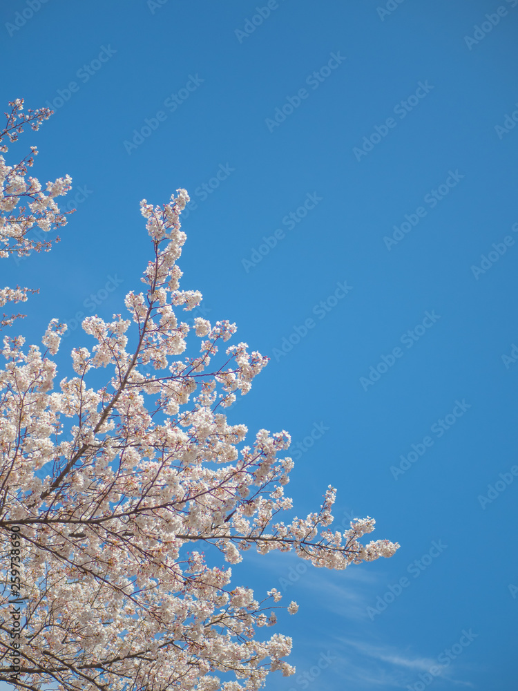 青空の下で咲く桜