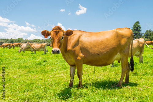 Jersey cows in a field in South Africa