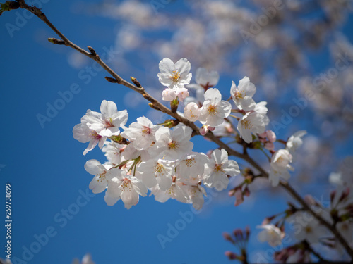 青空の下で咲く桜