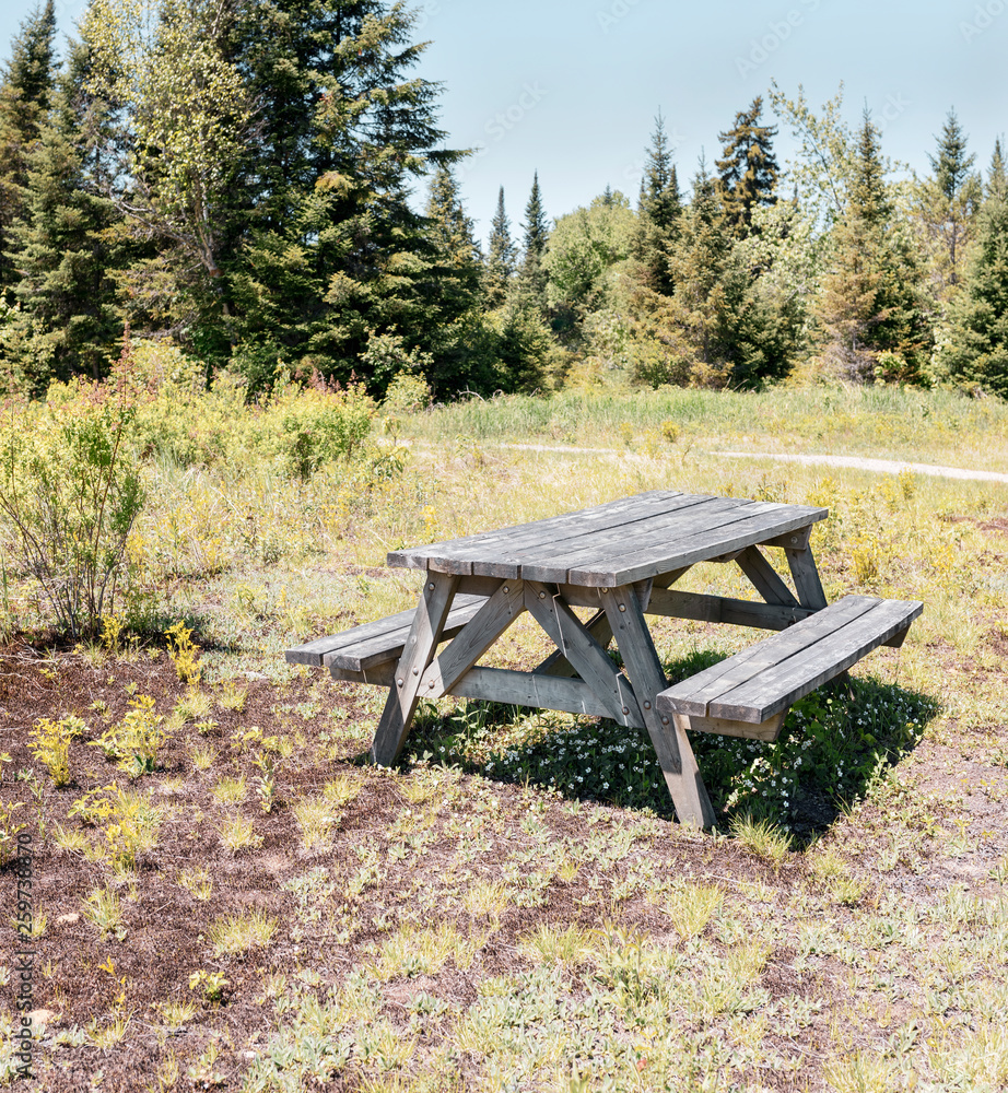 Tiny white flowers growing in the shade of a table with seats in the summer forest Tiny white flowers growing in the shade of a table with seats in the summer forest