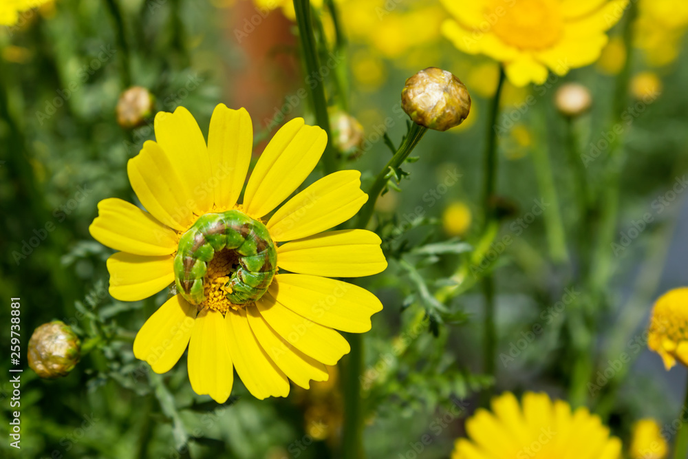Green caterpillar on a yellow flower in the garden. Concept of protection of plants from agricultural pests. Green caterpillar on a yellow flower in the garden. Concept of protection of plants from agricultural pests.