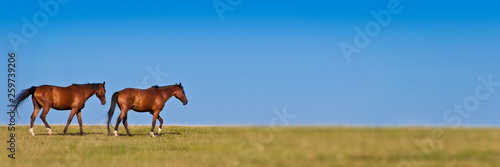 Two horses walking in a meadow, blue sky, panoramic background with copy space