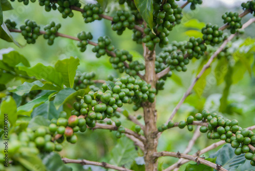 Coffee tree, Coffee tree from Thailand country
