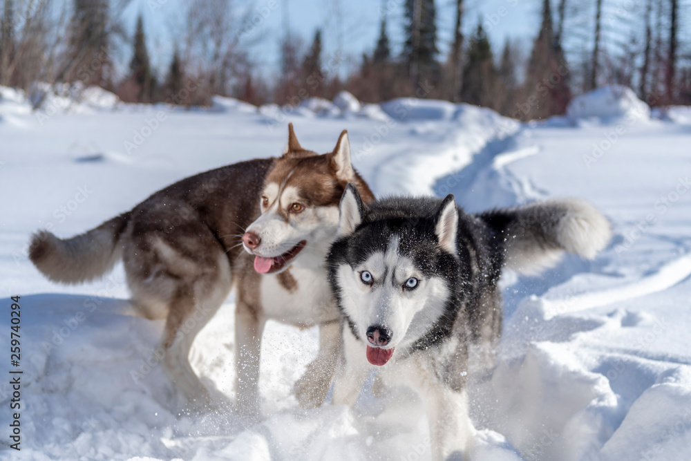 Siberian husky dogs funny runs on snowy trail on the field Siberian husky dogs funny runs on snowy trail on the field
