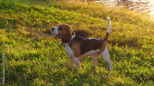 Beagle stay near water, wait and look for owner, then rise head and bawl for attention. Slow motion shot, dog at walk in sunny evening, green grass around, pond bank seen on background