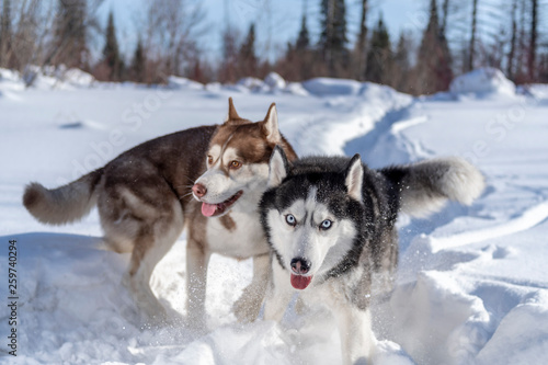 Siberian husky dogs funny runs on snowy trail on the field