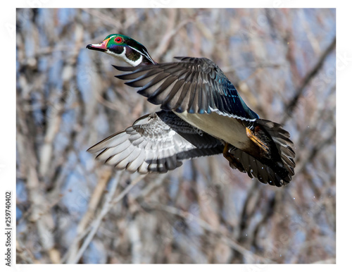 Wood Duck