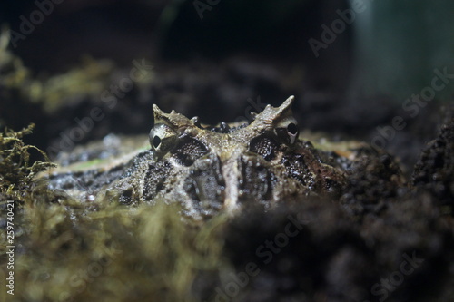 Surinam horned frog (Ceratophrys cornuta) hidden in moss photo