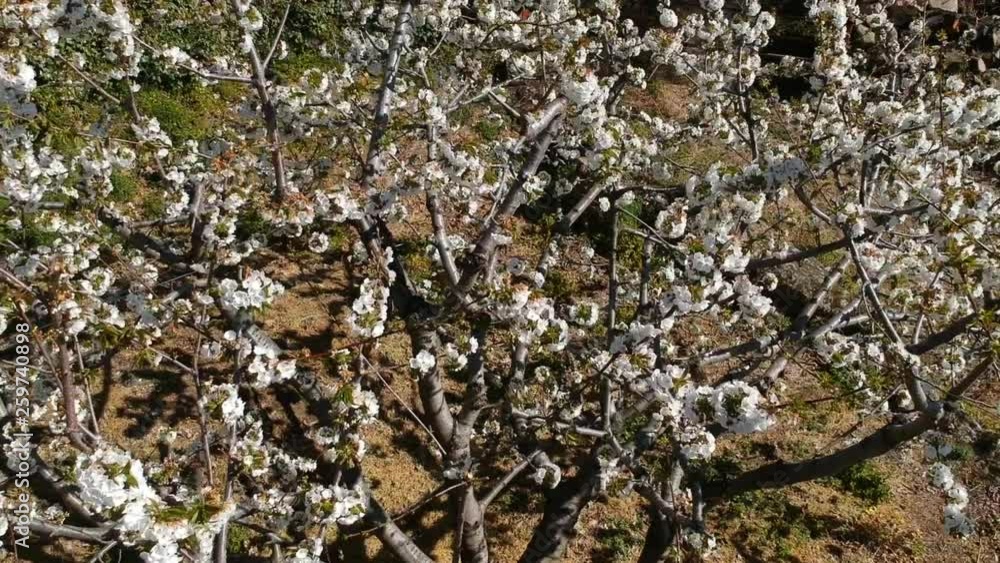 Valley of Jerte cherry trees in flower Valley of Jerte cherry trees in flower