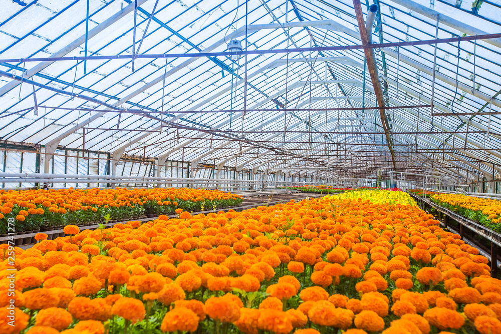 Greenhouse With Marigold Flower Shoots For Flower Beds Stock Photo