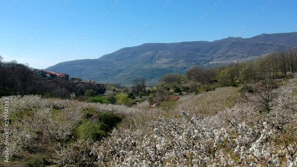 Valley of Jerte cherry trees in flower Valley of Jerte cherry trees in flower
