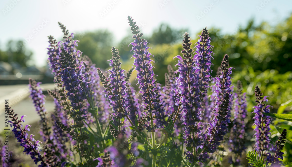 Meadow Sage Meadow Sage