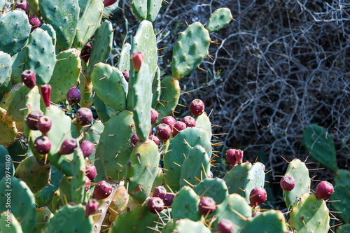 Cactus landscape. Cultivation of cacti. Cactus field. Sabres, fruits of Opuntia ficus-indica. Barbary fig, cactus pear, spineless cactus or prickly pear. photo