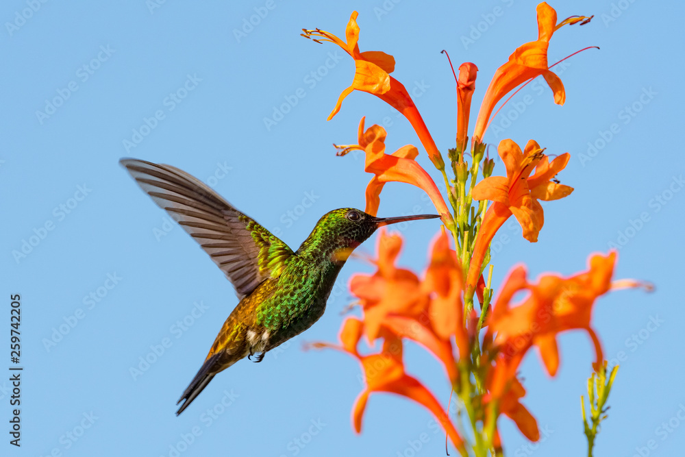 Fototapeta premium Copper-rumped hummingbird feeding on the Honeysuckle flower.
