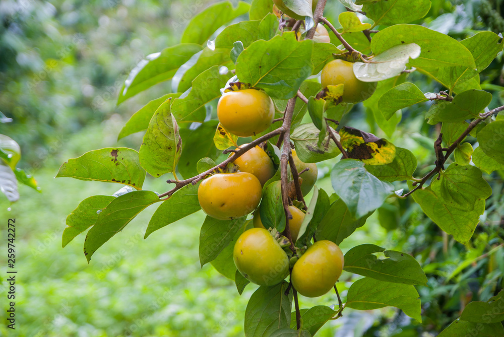 Persimmons tree, Persimmons tree from Thailand country