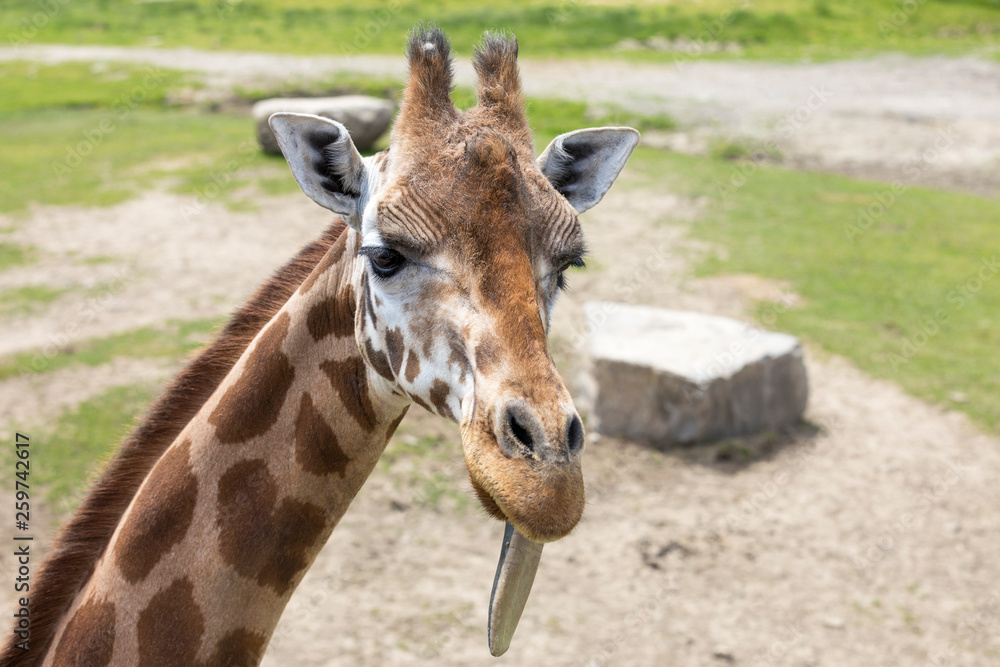 Giraffe at the zoo