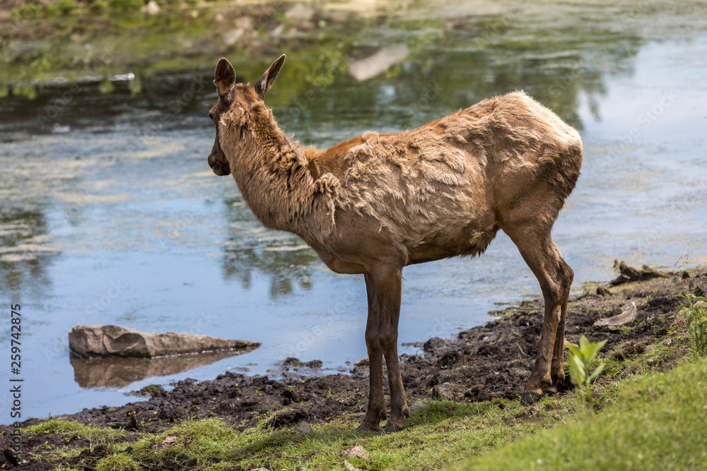 Obraz premium Red deer