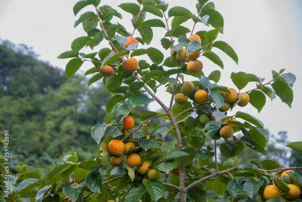 Persimmons tree, Persimmons tree from Thailand country Persimmons tree, Persimmons tree from Thailand country