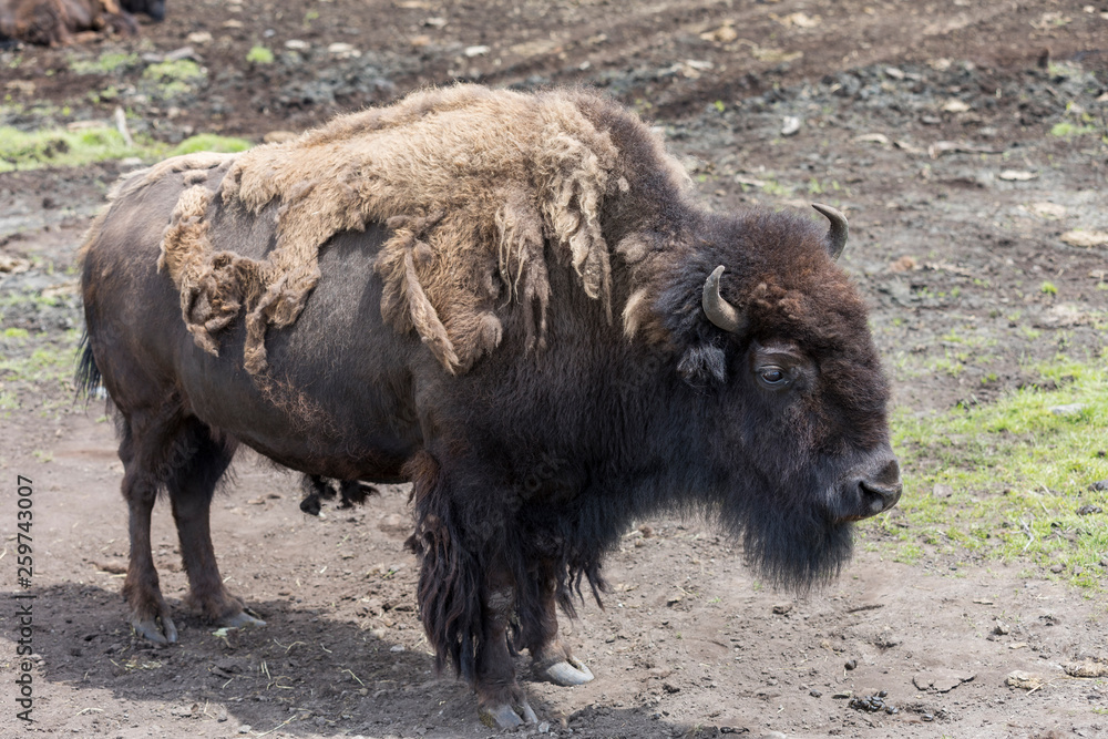 Fototapeta premium Bison (Buffalo)