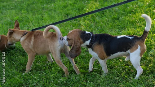 Beagle dog sniff rear of other doggy, meet someone new during walk at city park. One young pet stay on simple leash, Beagle stay behind and hold muzzle against butt