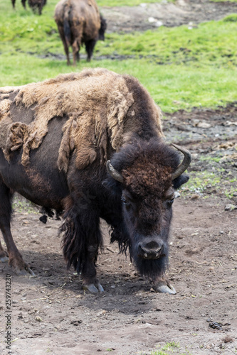 Bison (Buffalo) © Rita Petcu
