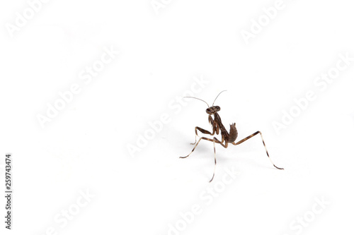 カマキリ