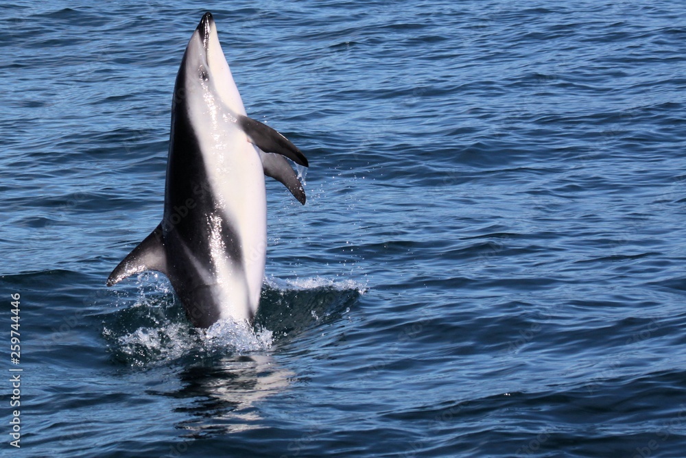 Fototapeta premium Dolphins having fun in the ocean during whale watching trip - New Zealand, Kaikōura