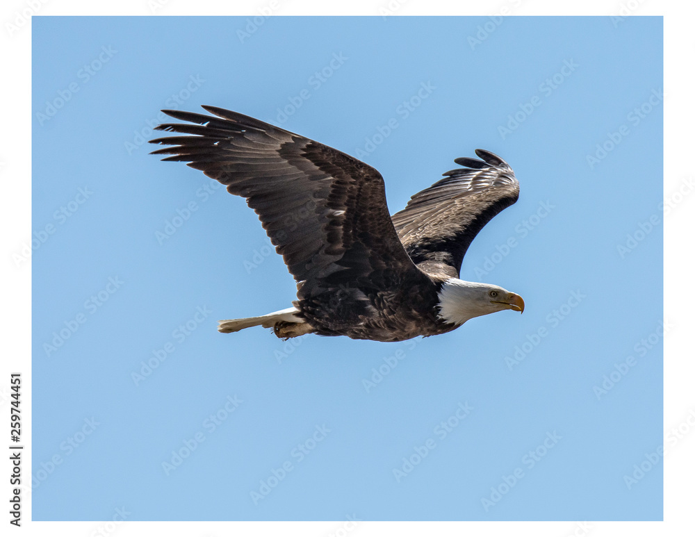 Fototapeta premium bald eagle in flight