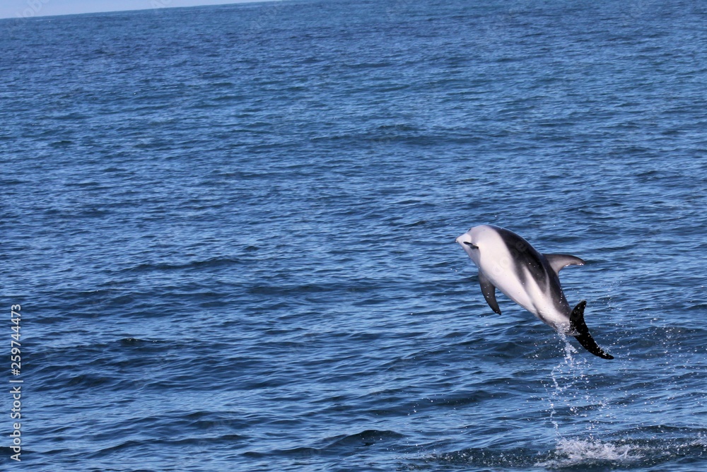 Fototapeta premium Dolphins having fun in the ocean during whale watching trip - New Zealand, Kaikōura