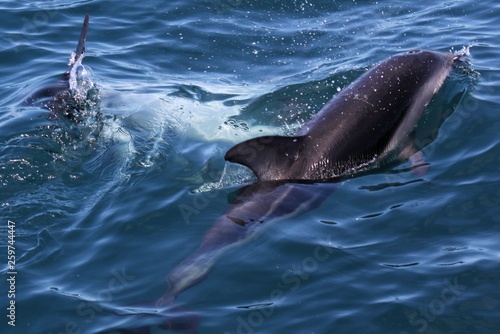 Dolphins having fun in the ocean during whale watching trip - New Zealand  Kaik  ura