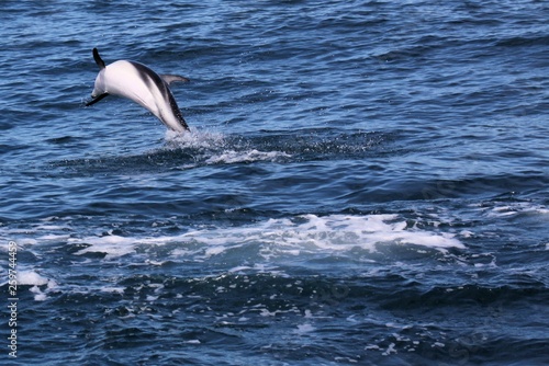 Dolphins having fun in the ocean during whale watching trip - New Zealand, Kaikōura